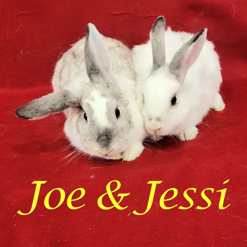 Joe (bonded to Jessi)