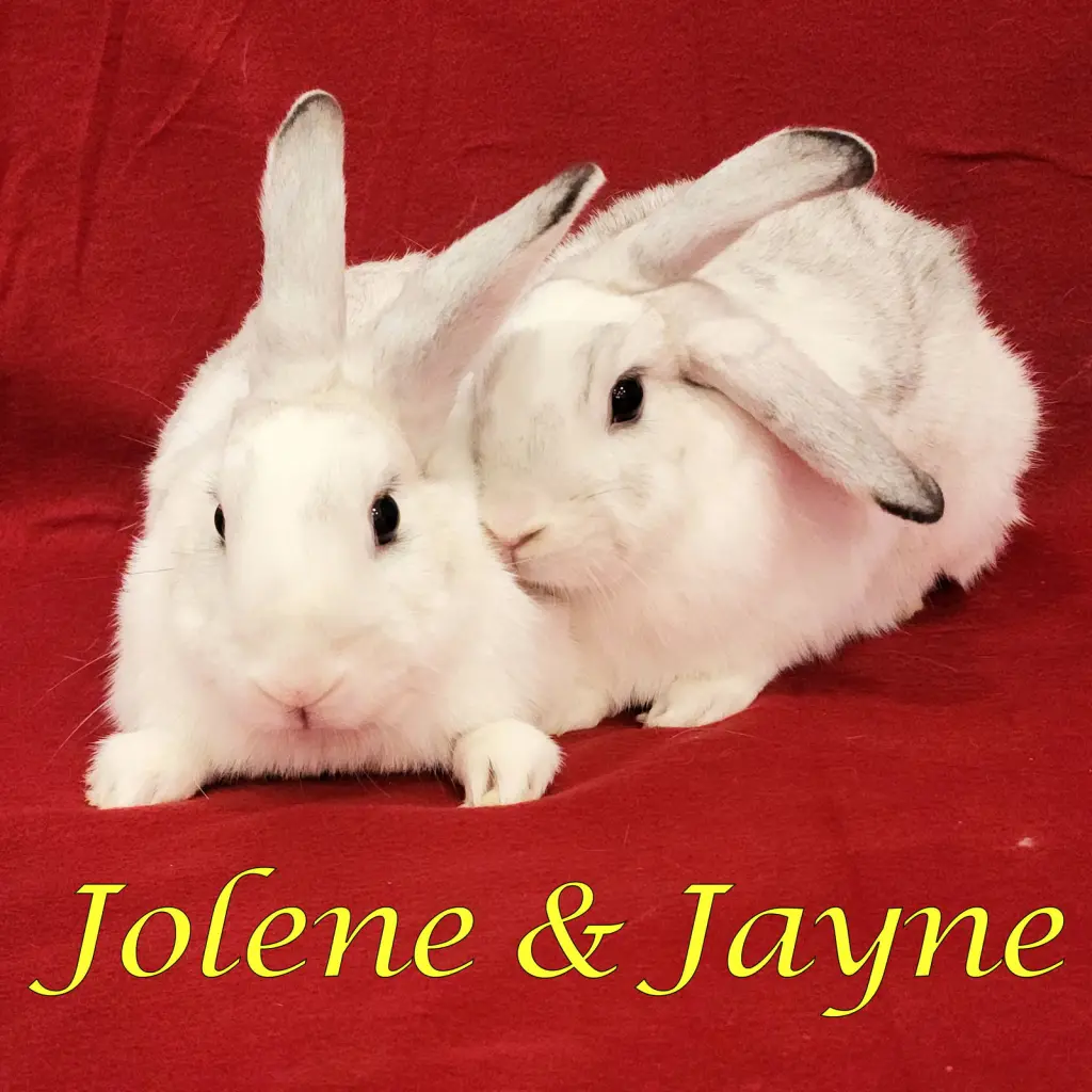 Jolene (bonded to Jayne)