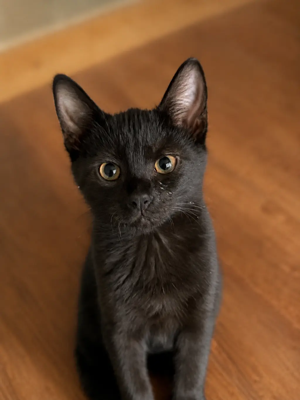 Franny =^.^=