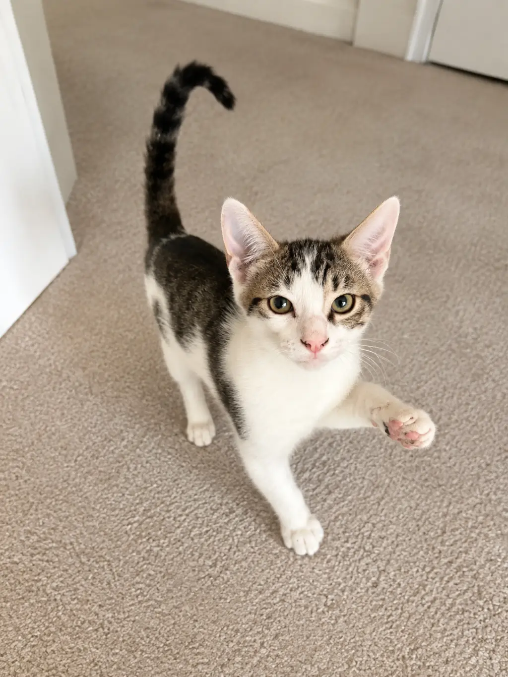 Frisco =^.^=