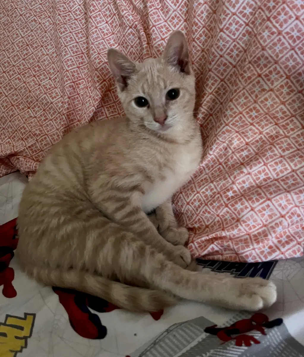 Taco =^,^=