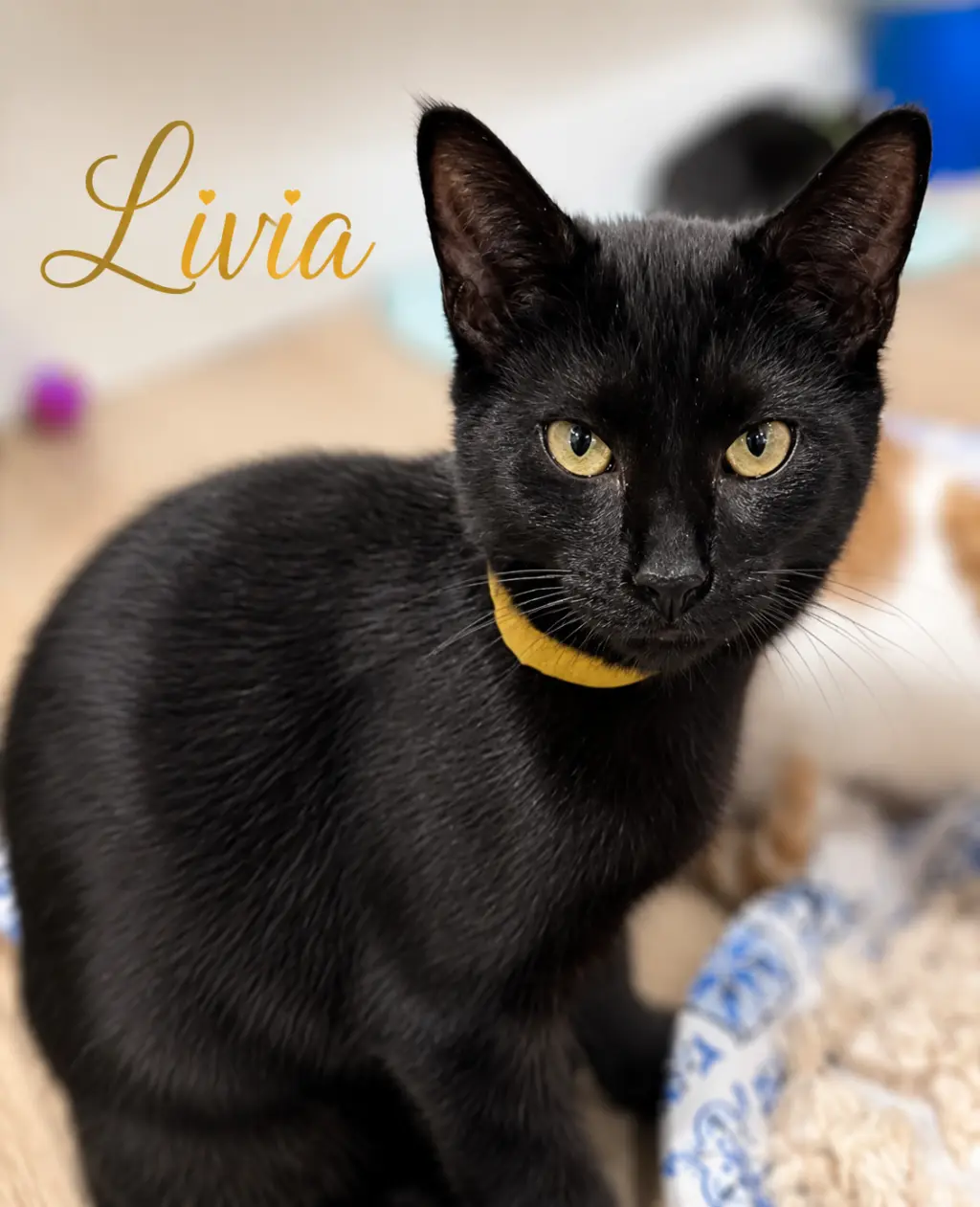 Livia (FCID# 07/22/2026 - 55 Brookhaven PS)