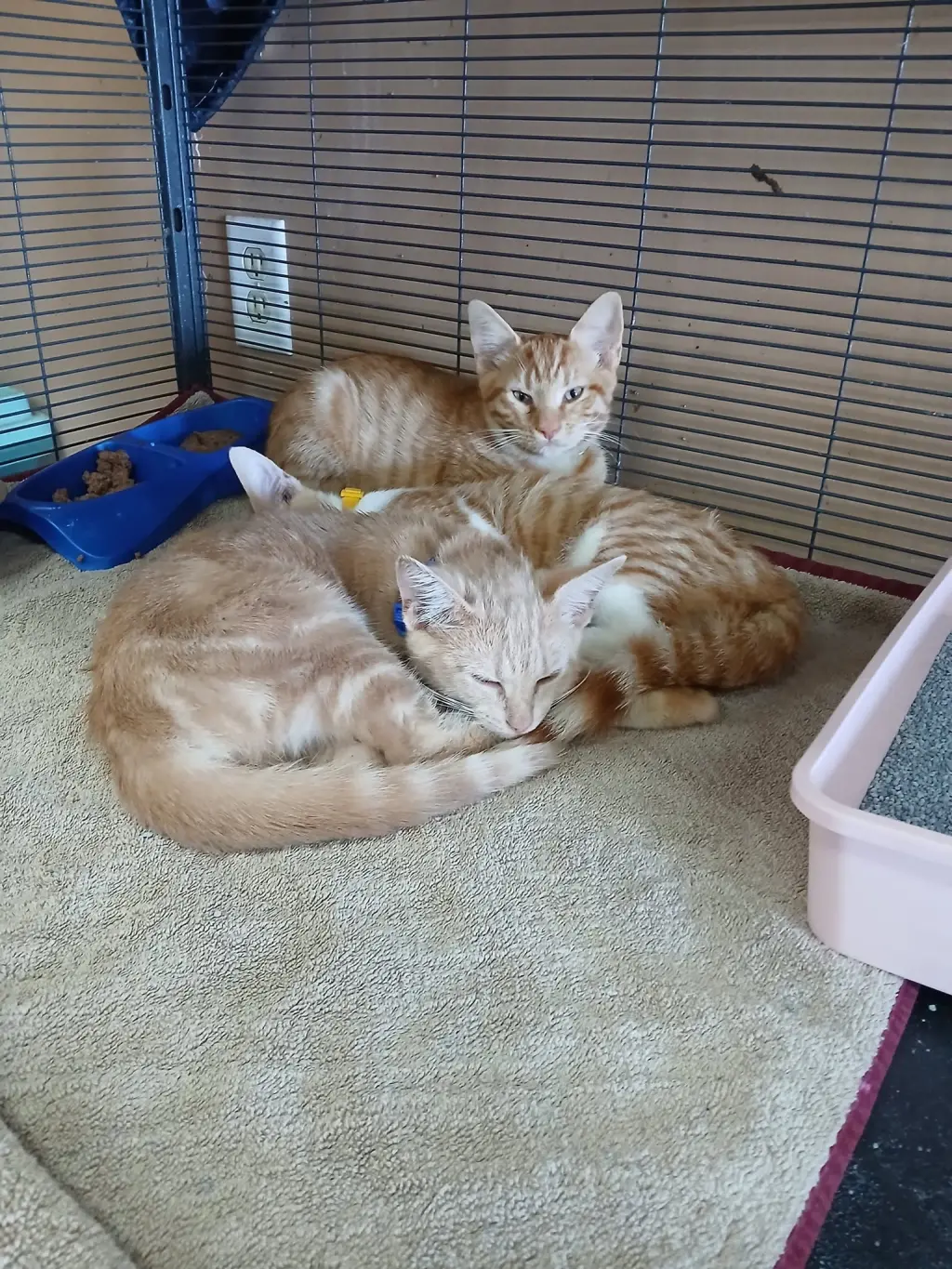 Handsome Boys!