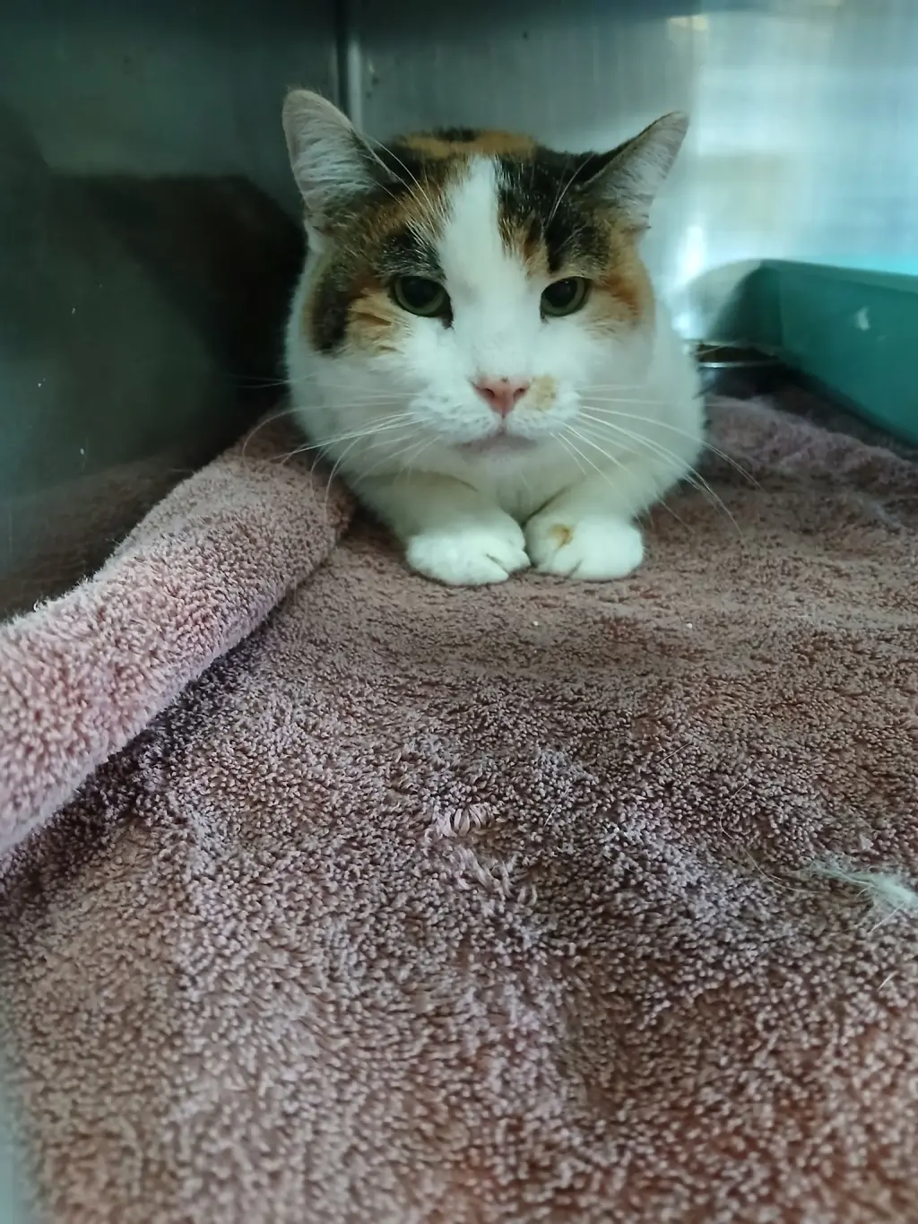 Calico