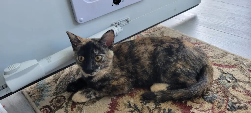 Cinnamon