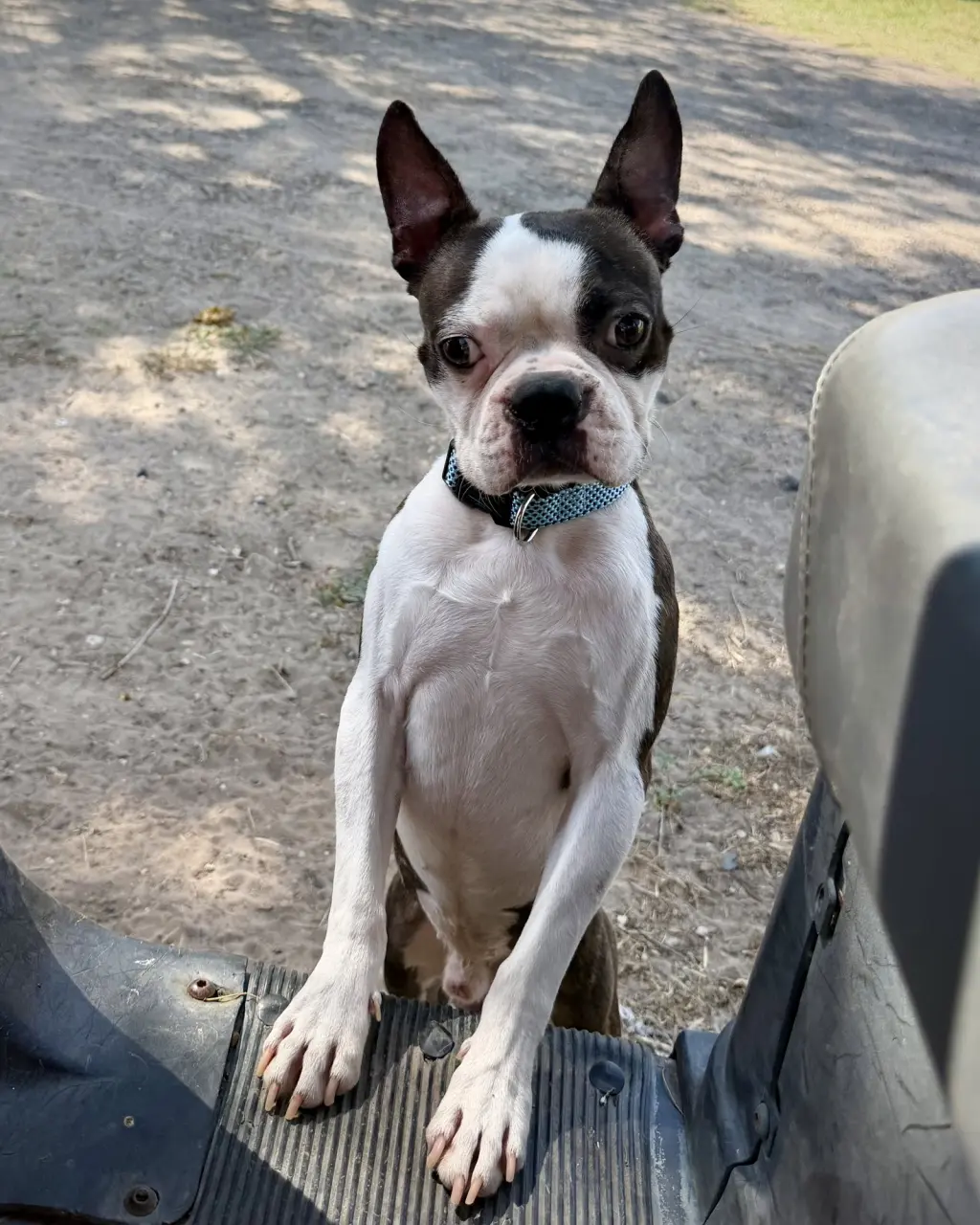 Floki