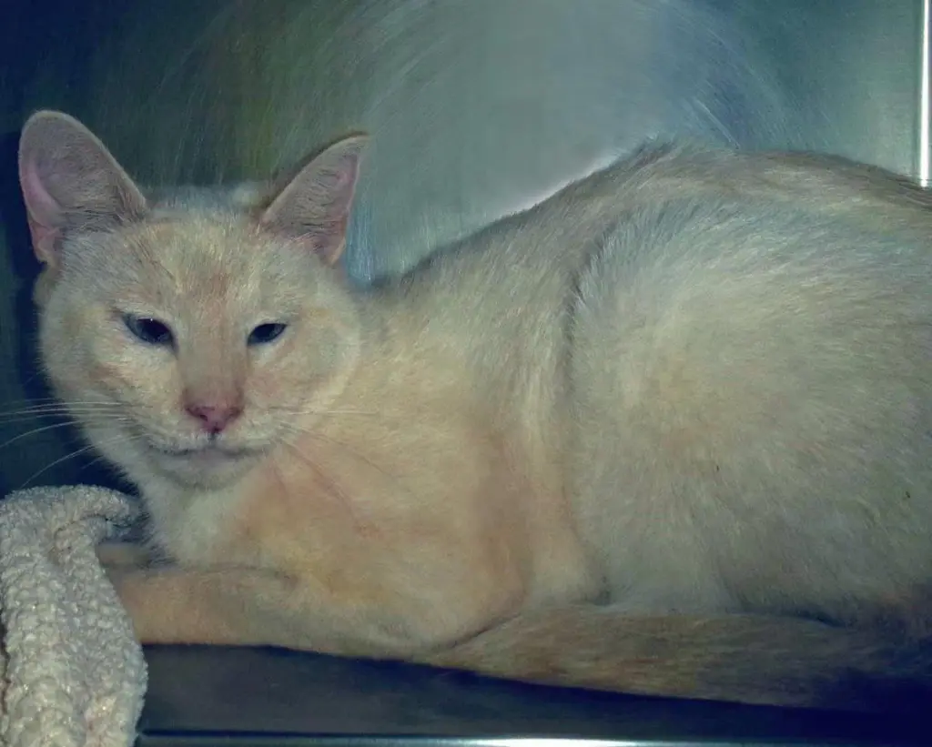 Boogie-Woogie (Working Cat)