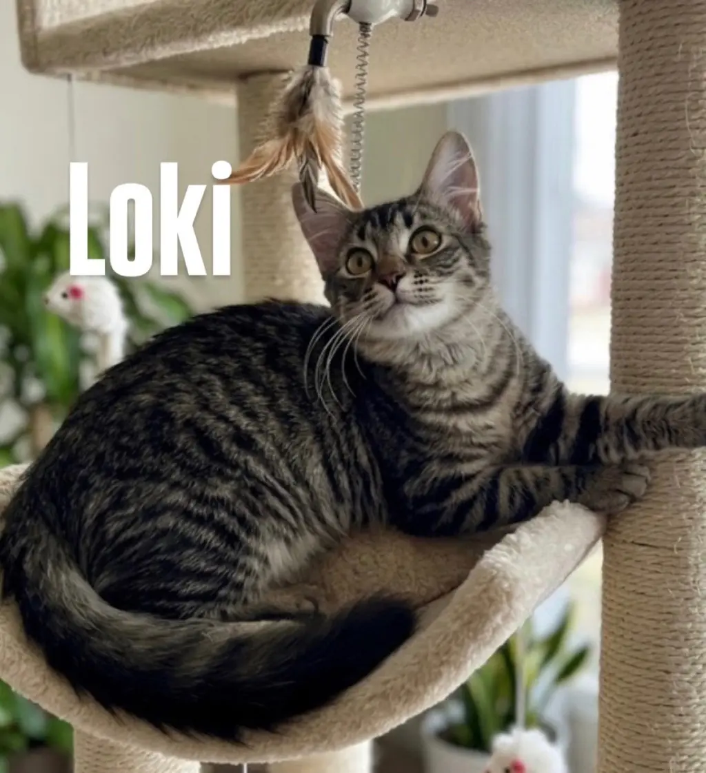 Loki