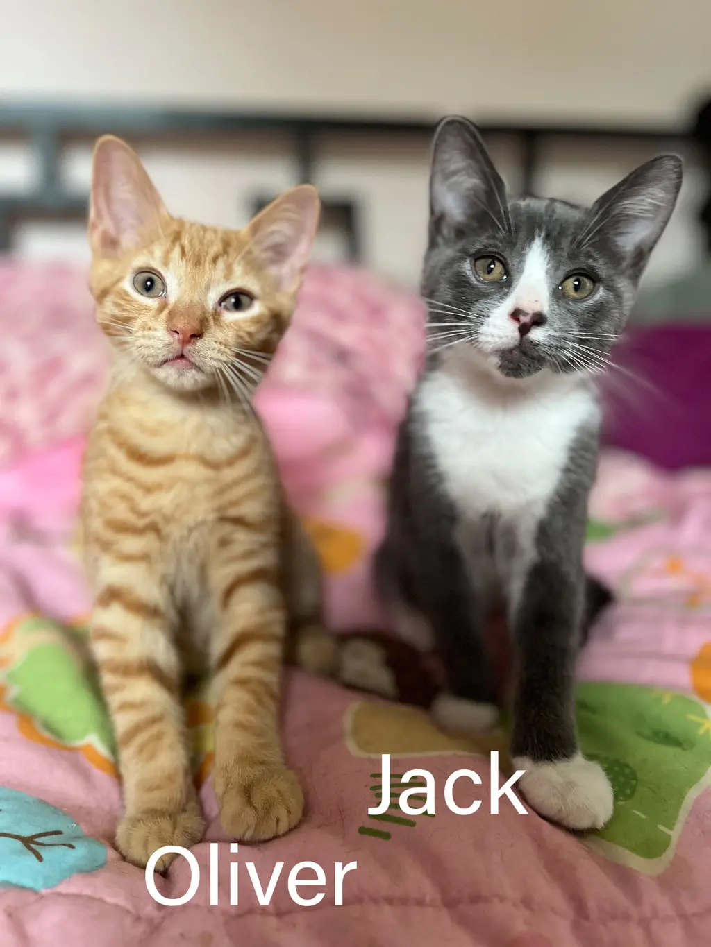 Oliver & Jack