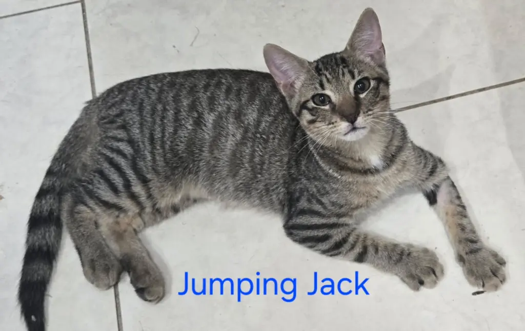 Jumping Jack