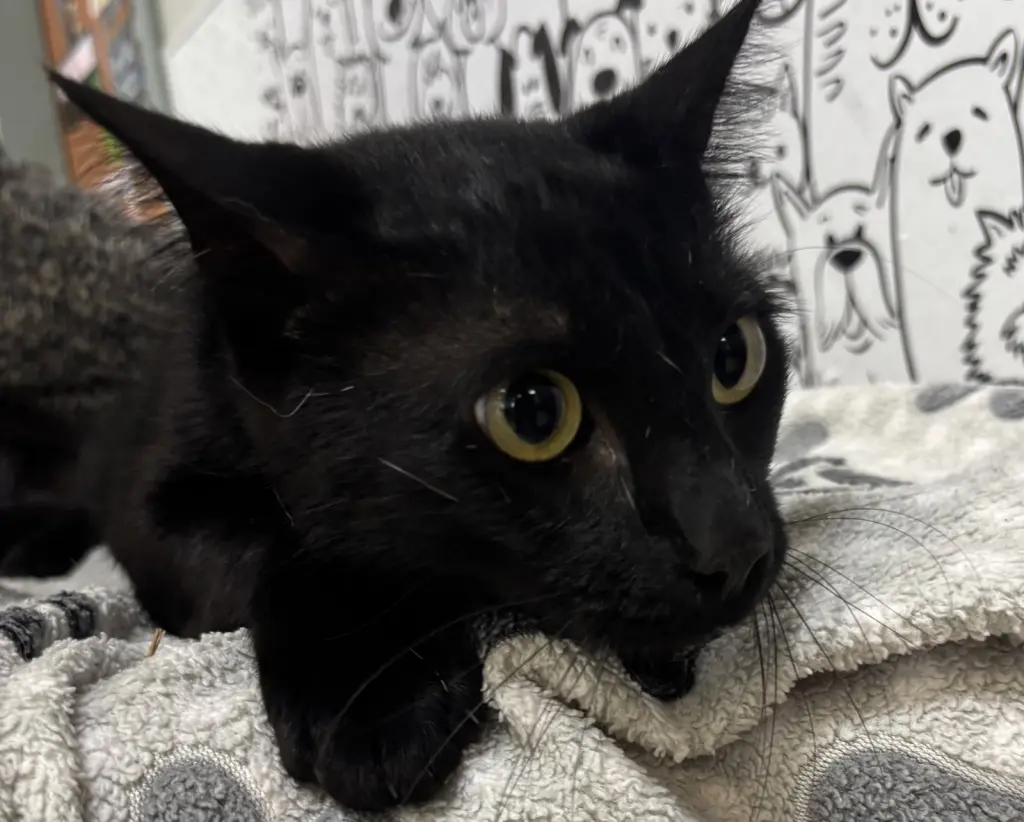 TOOTHLESS