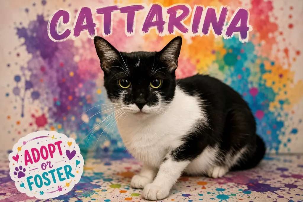 Cattarina (FCID# 08/10/2026 - 44  Trainer)