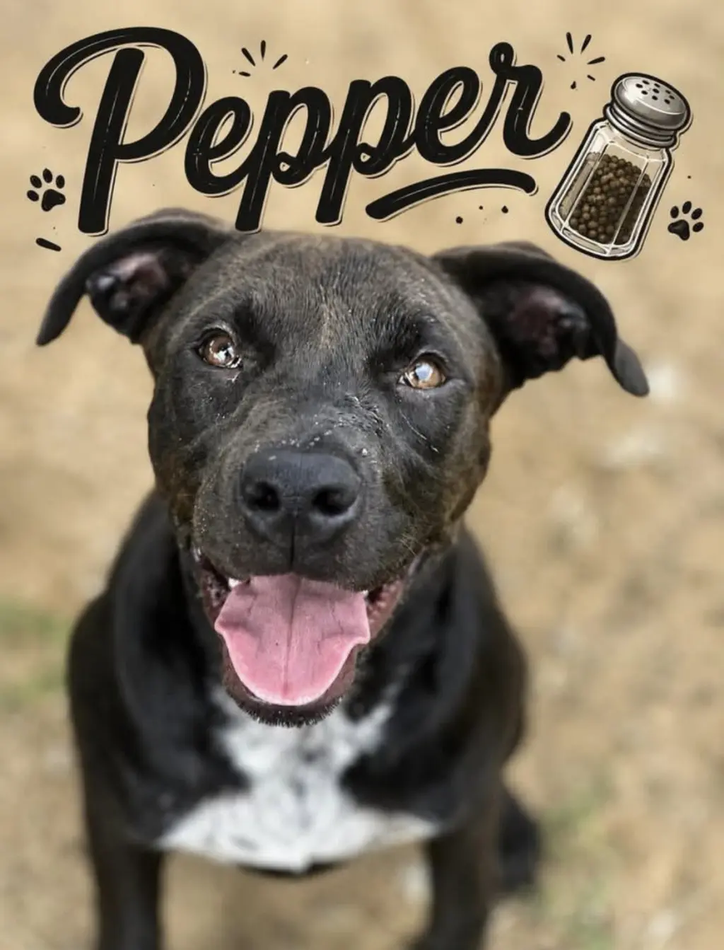 Pepper