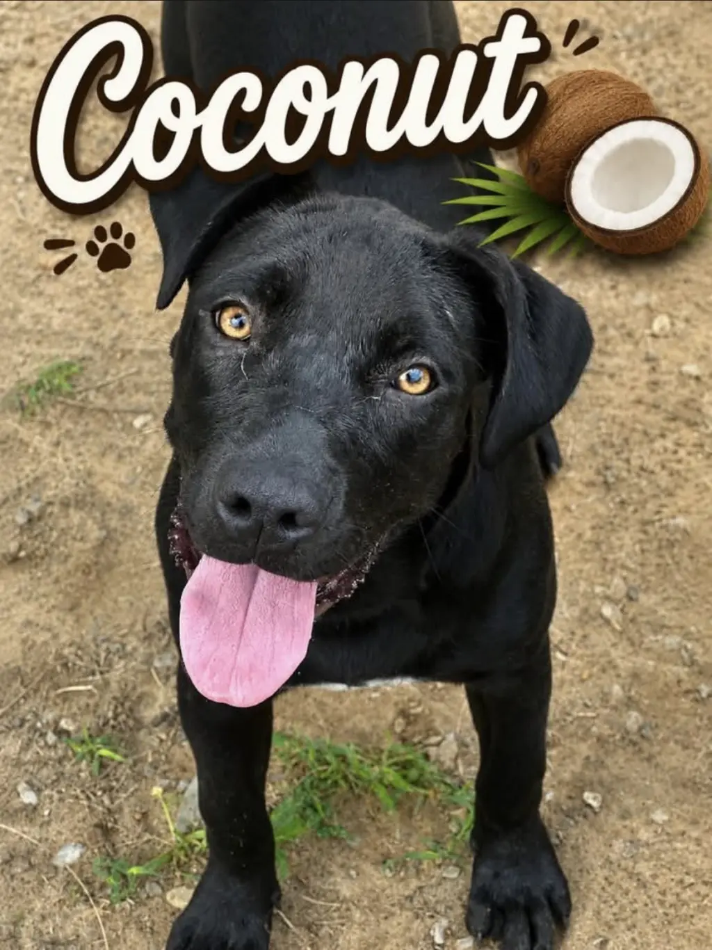 Coconut