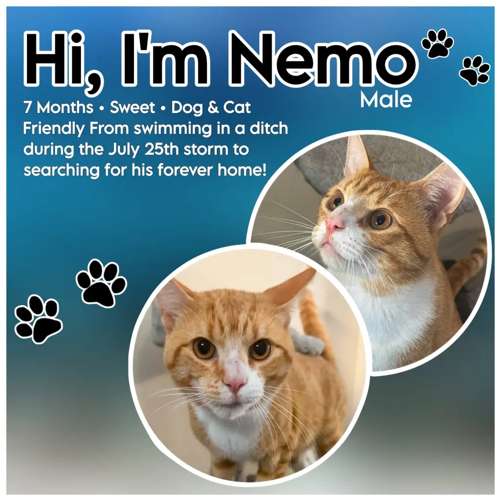 Nemo