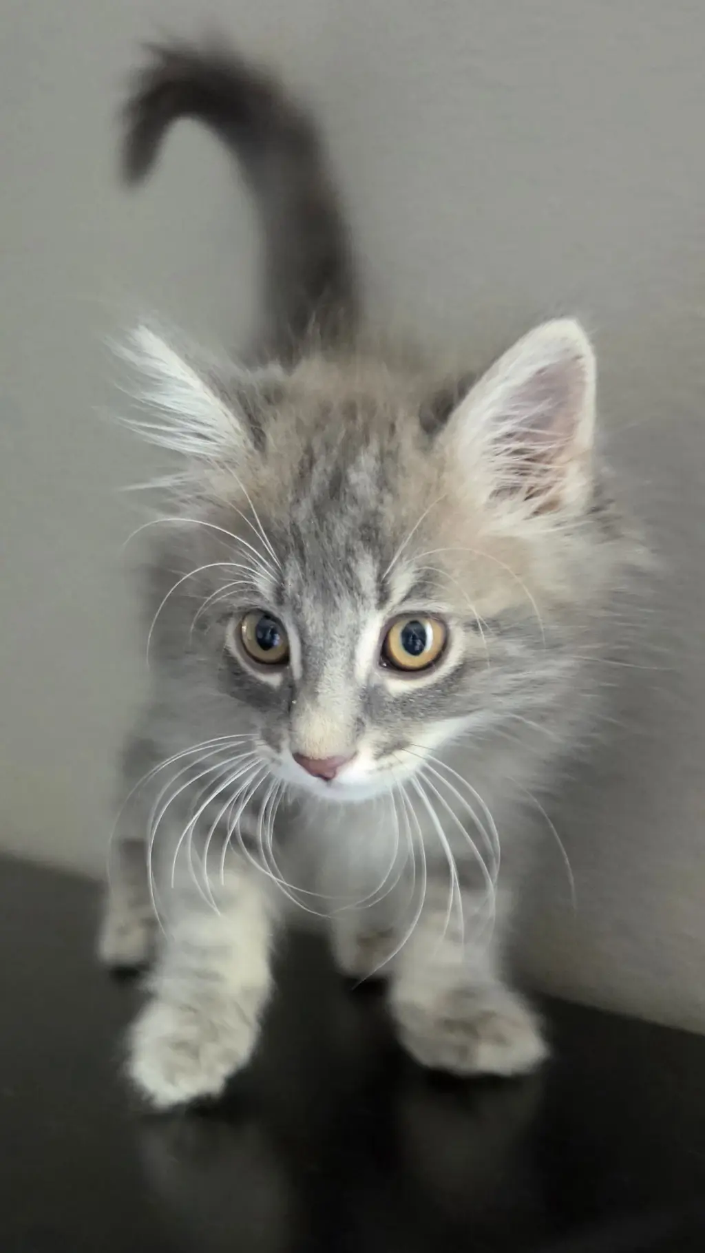Caspian