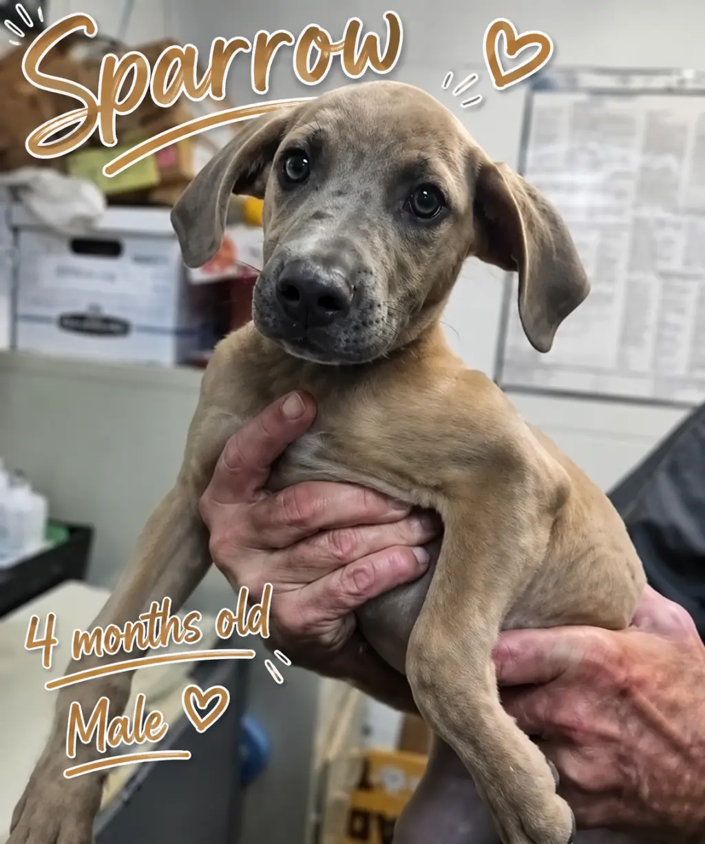 Sparrow- hound/lab puppy