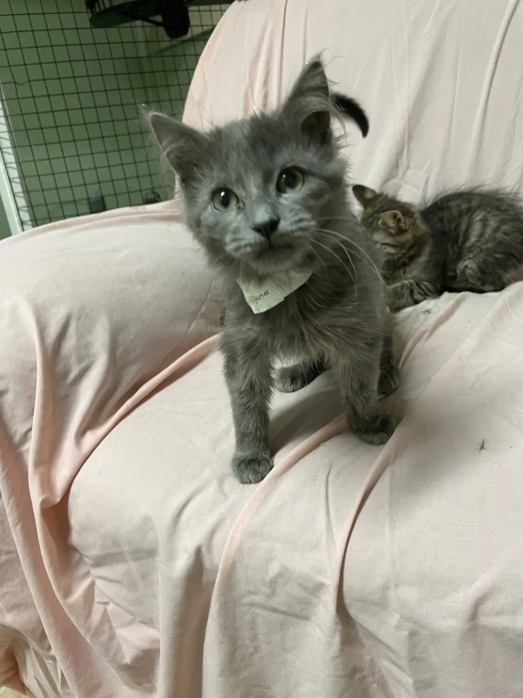 Pebbles