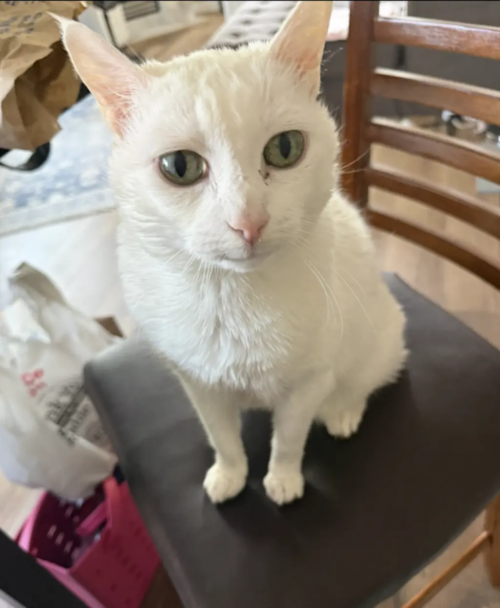 LALA #2005 - Offered by Owner - Sweet Senior