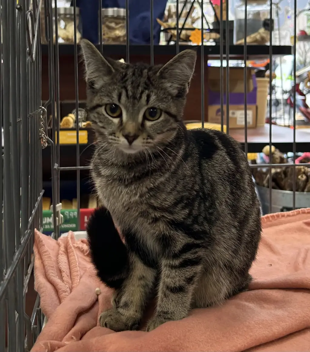 Sythia - Meet me at Fancy Paws!