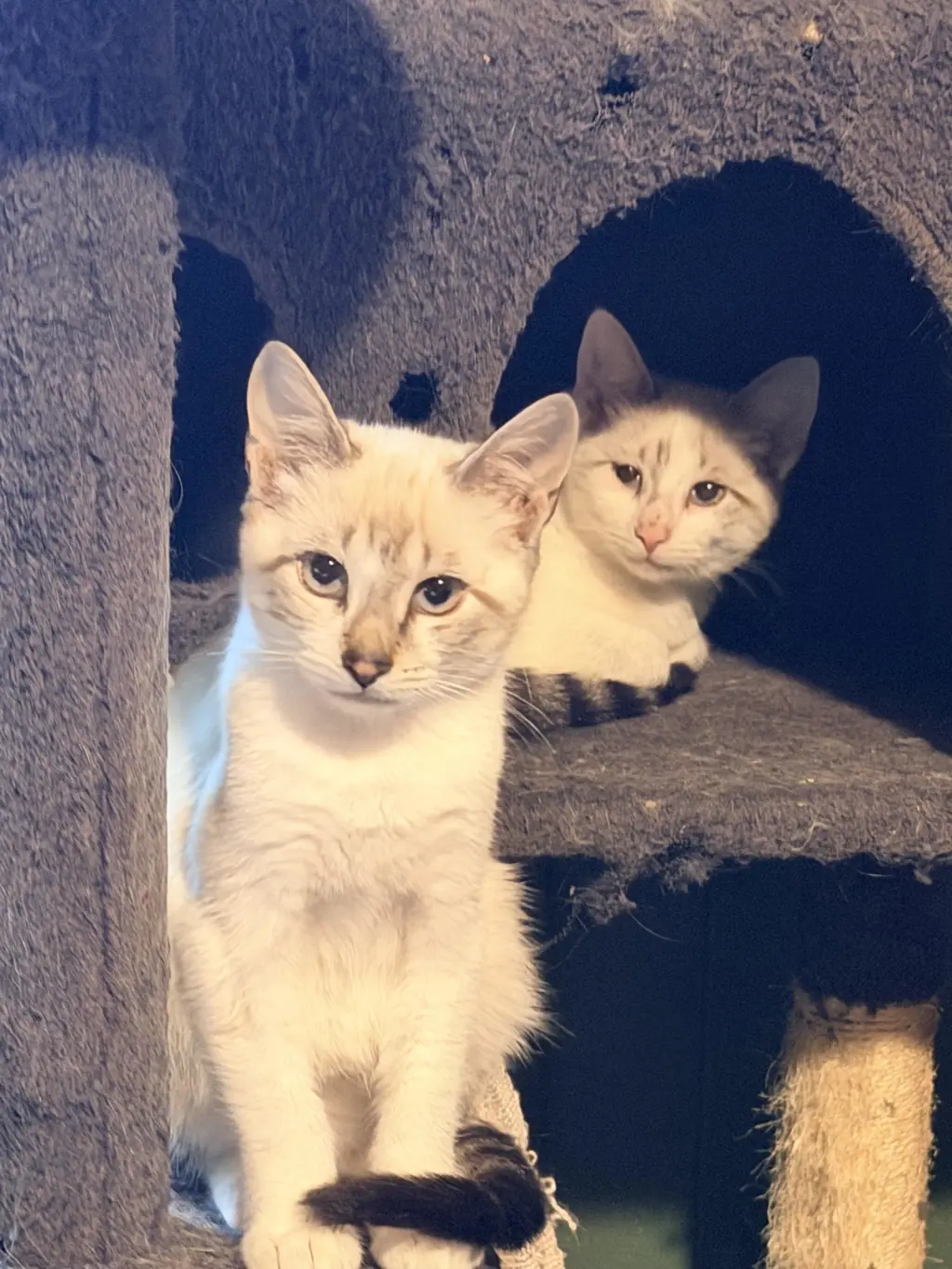 Casper & Greg