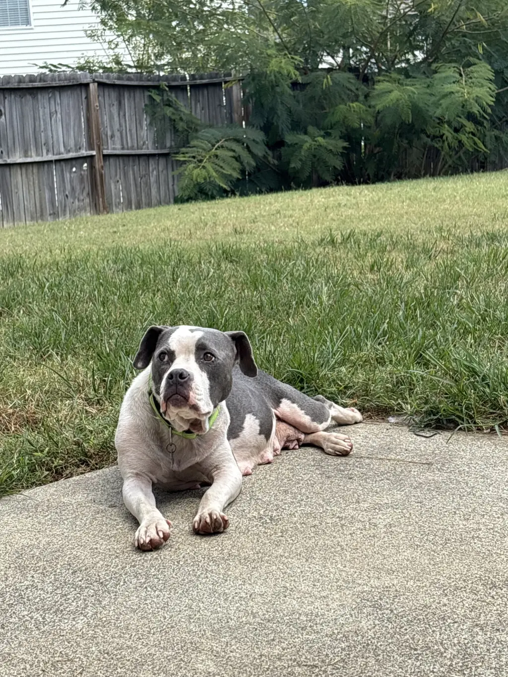 Trixie - Candy litter Mom