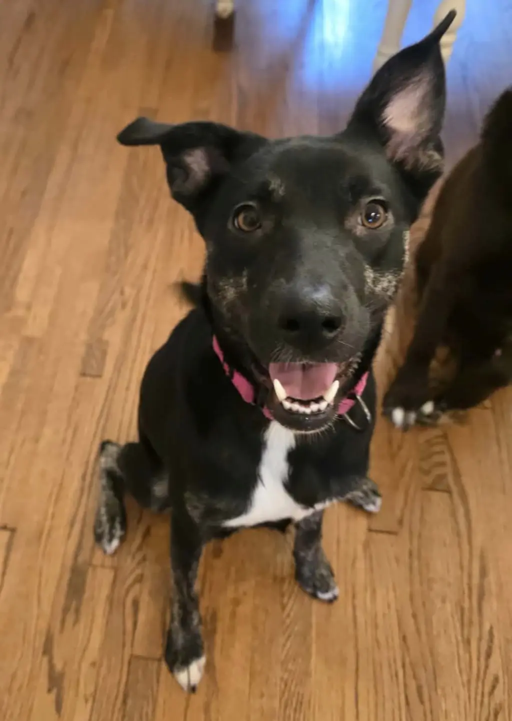 NOLA (HERA)