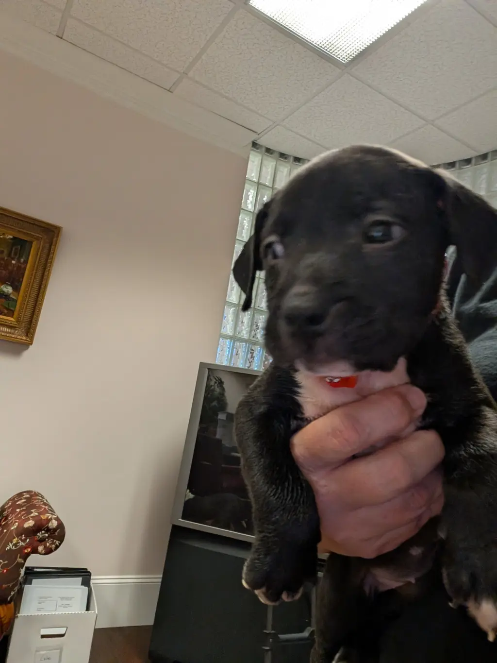 Snickers  Candy Litter (Trixie mom)