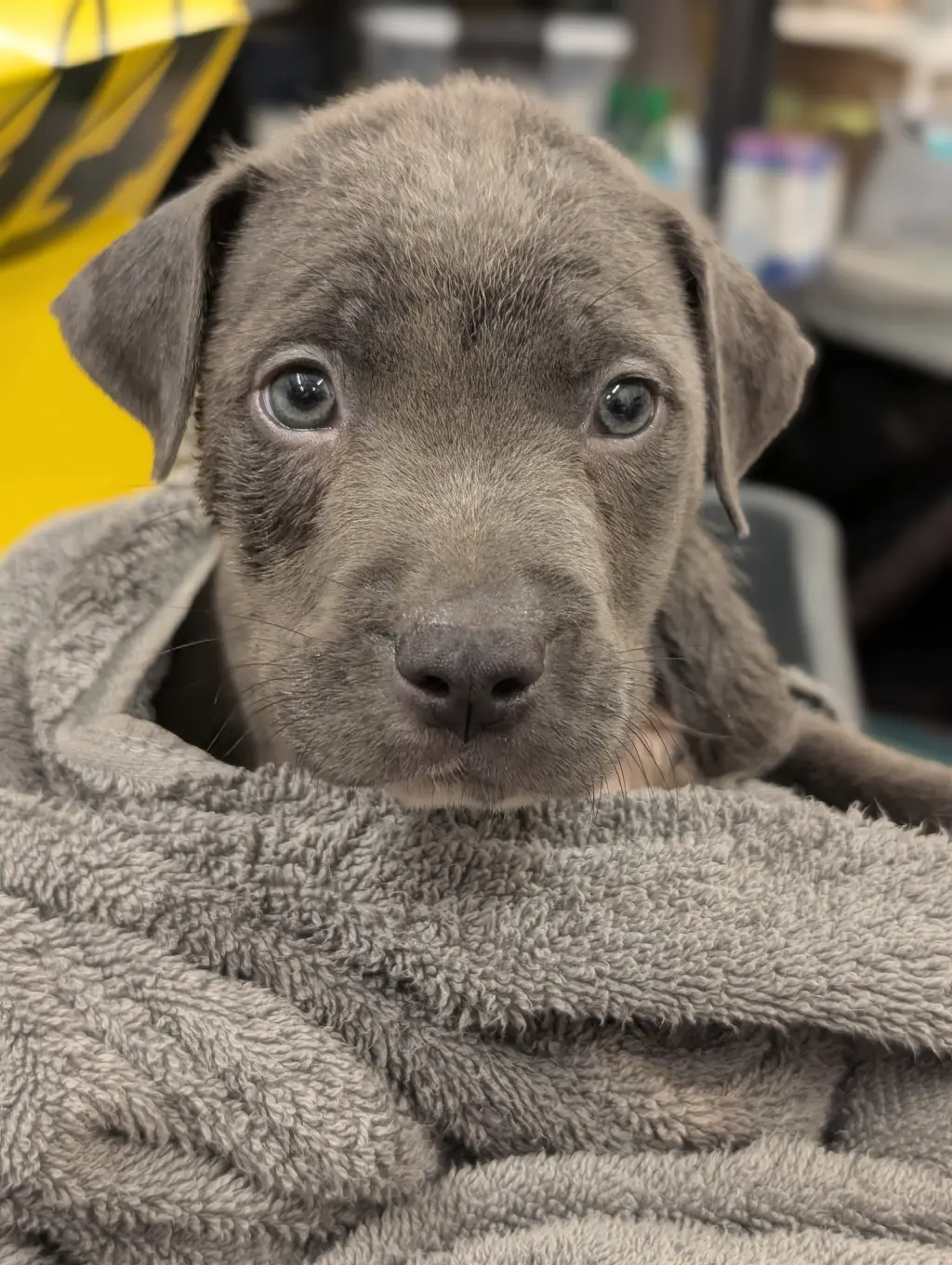 Kit Kat