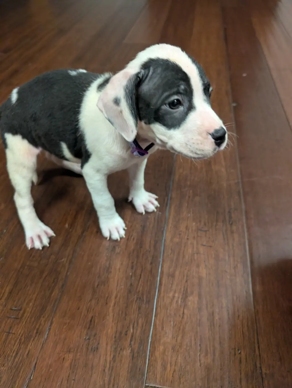 Almond Joy  Candy Litter (Trixie mom)