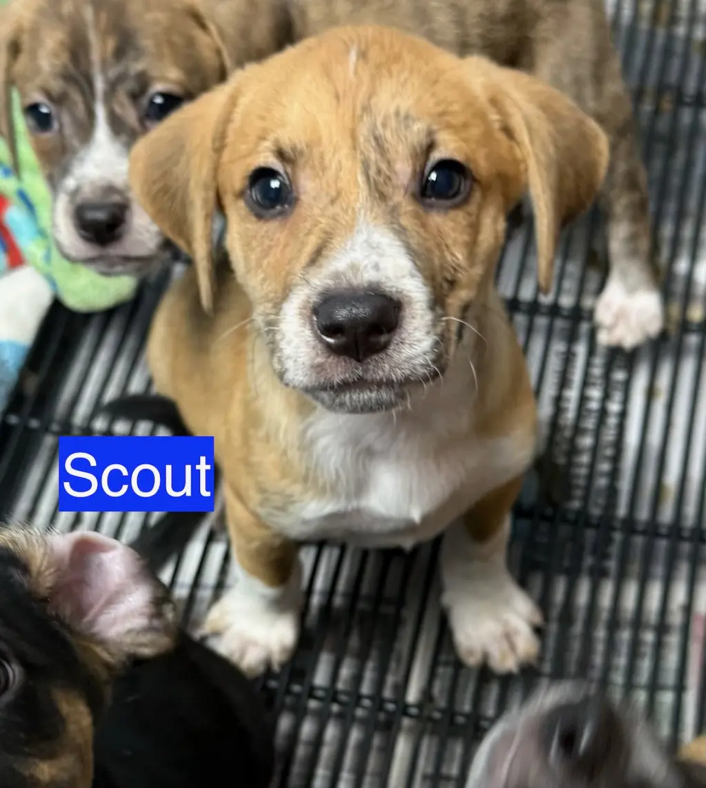 Scout