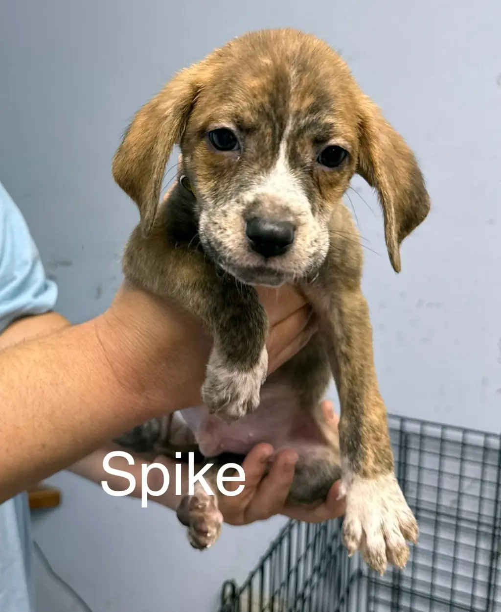 Spike