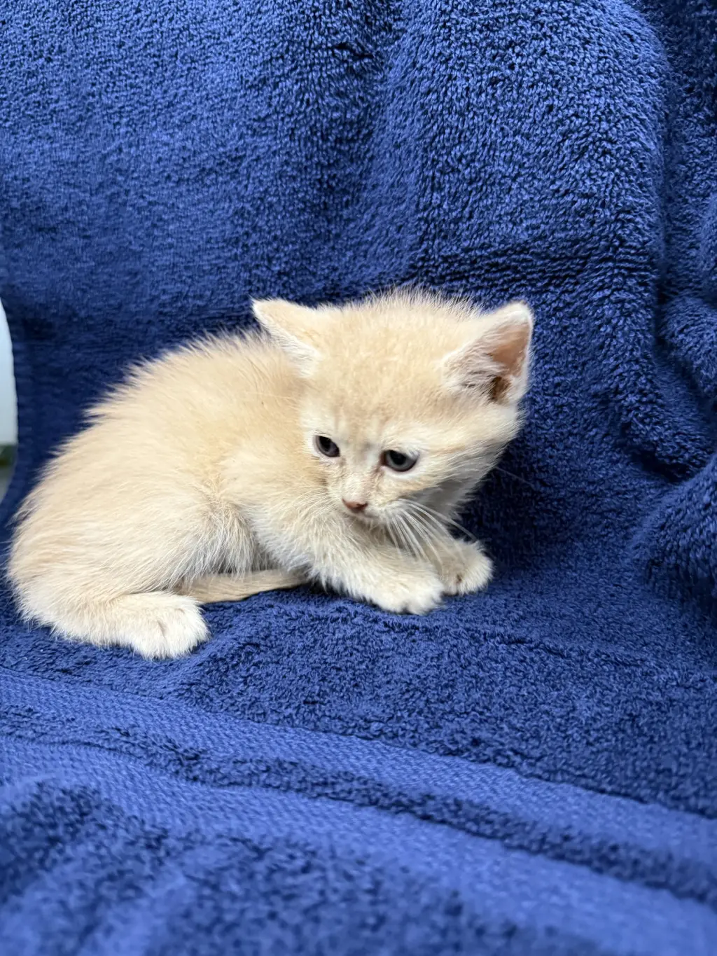 Buzz-not at the shelter (Cybil)