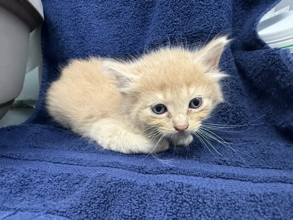 Peep-Not at the shelter (Cybil)