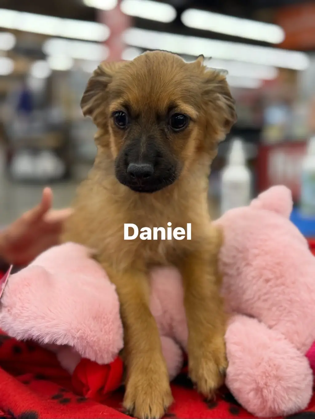 Daniel