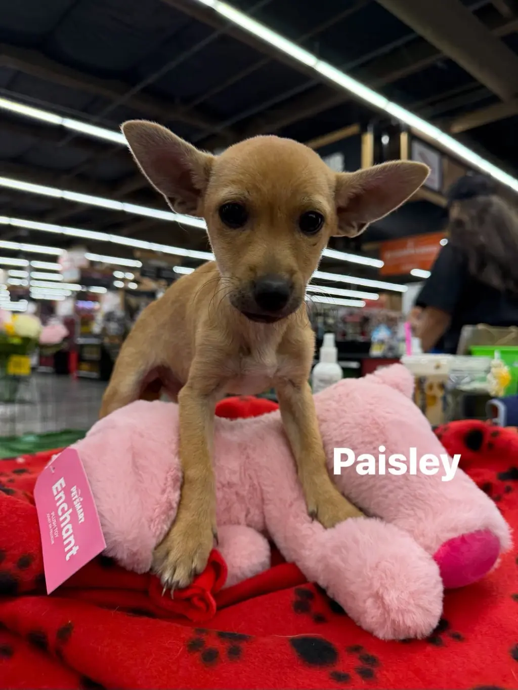 Paisley