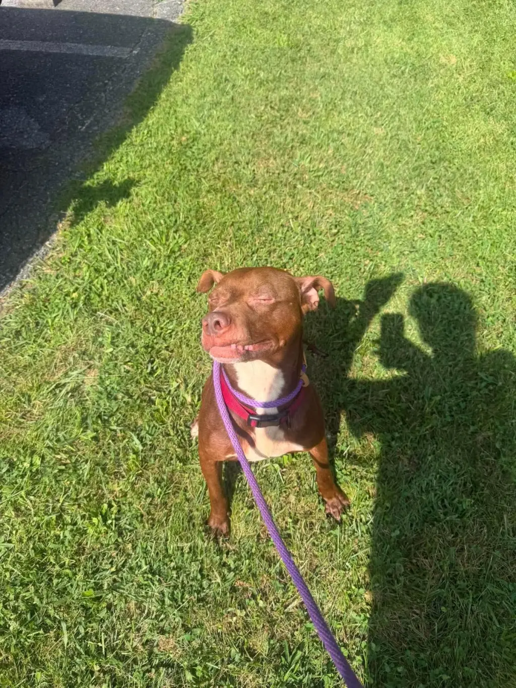 Pup