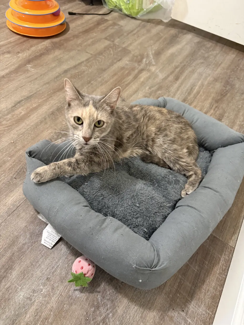 Henrietta-Meet at Petco on Jonestown Rd.