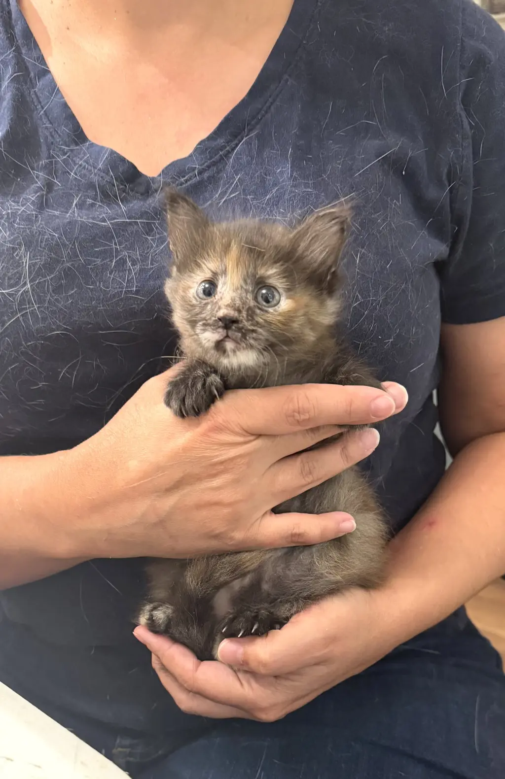 Anchor Baby (Available for pre-adoption)