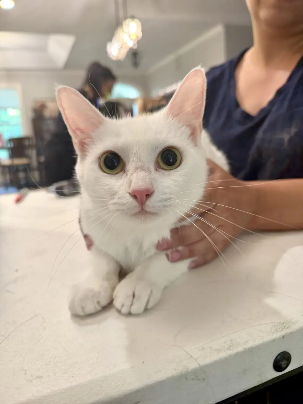 Single White Female (Available for pre-adoption)