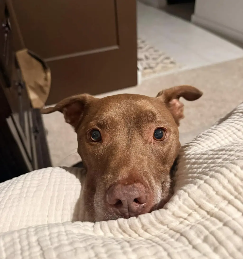 SADIE #16