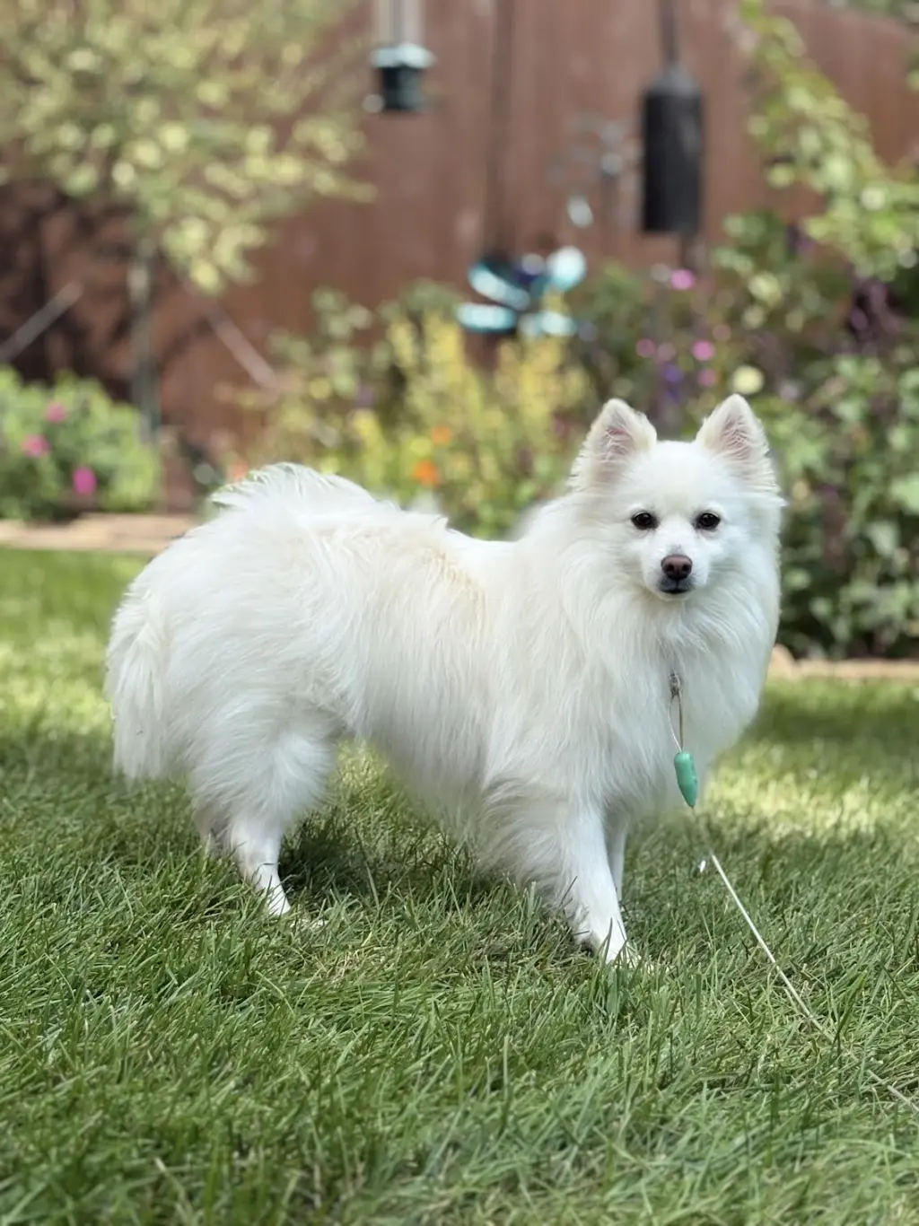 Myia of Bolingbrook IL