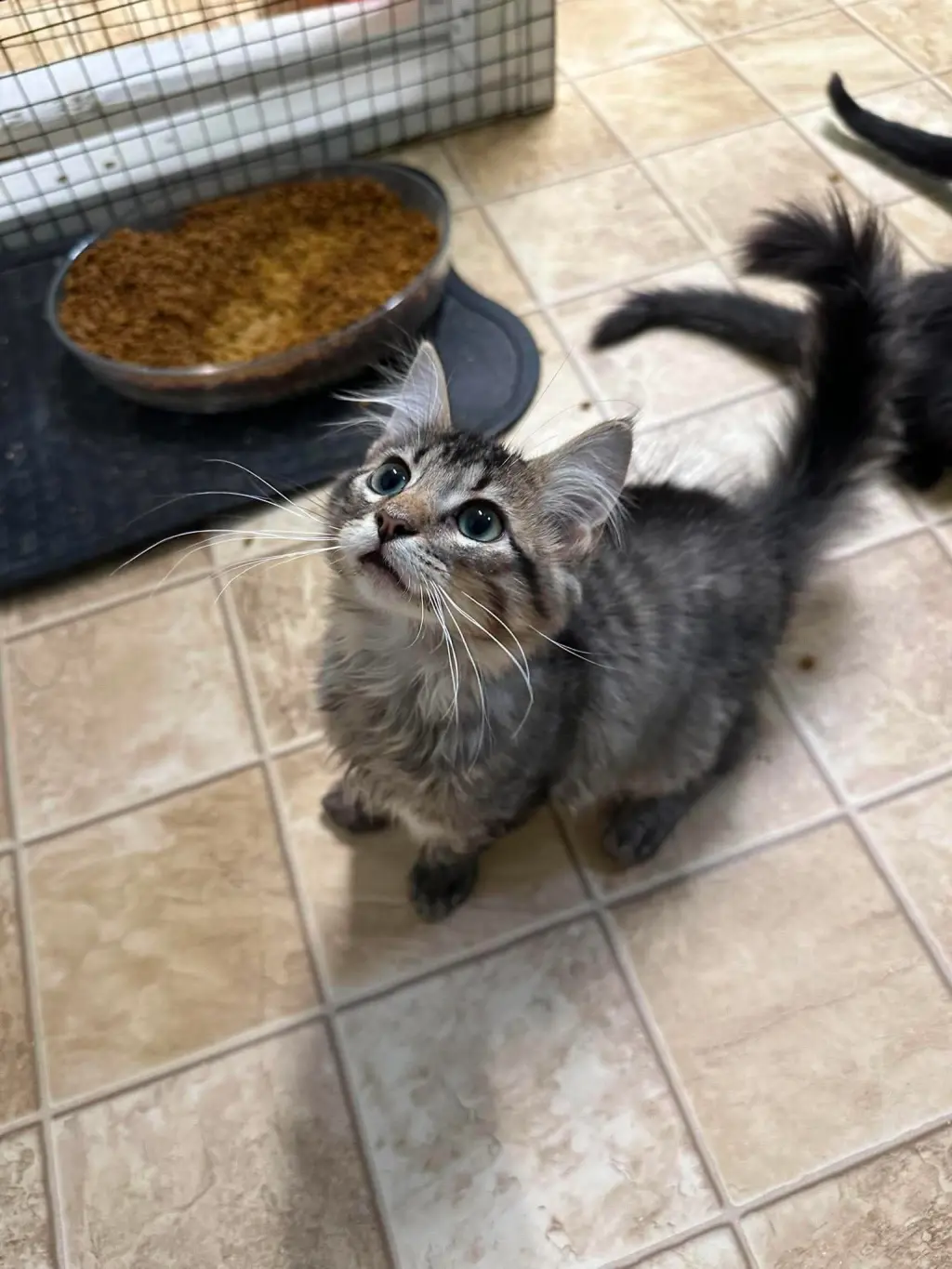 Simon