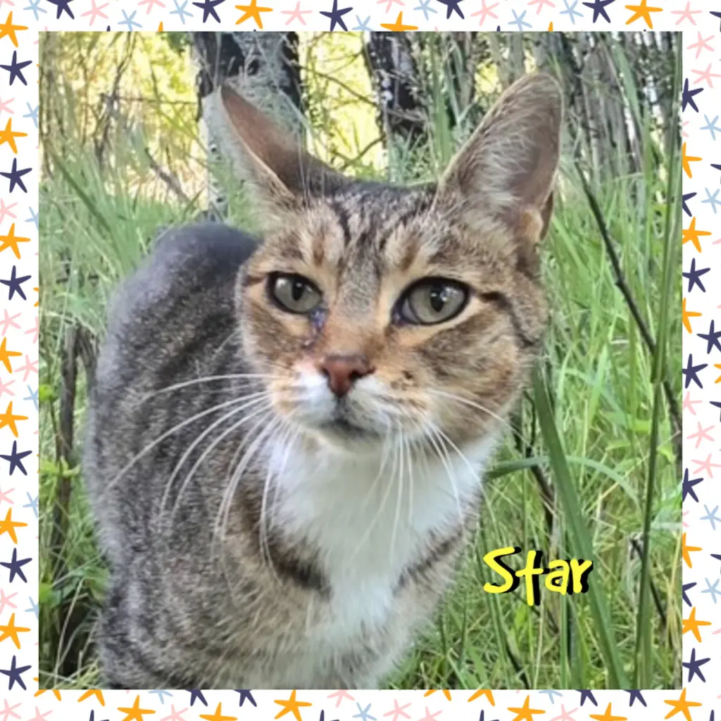 Star