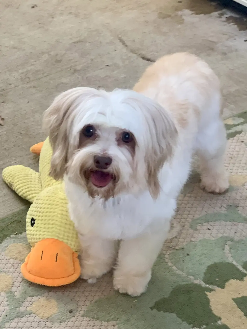 Macie