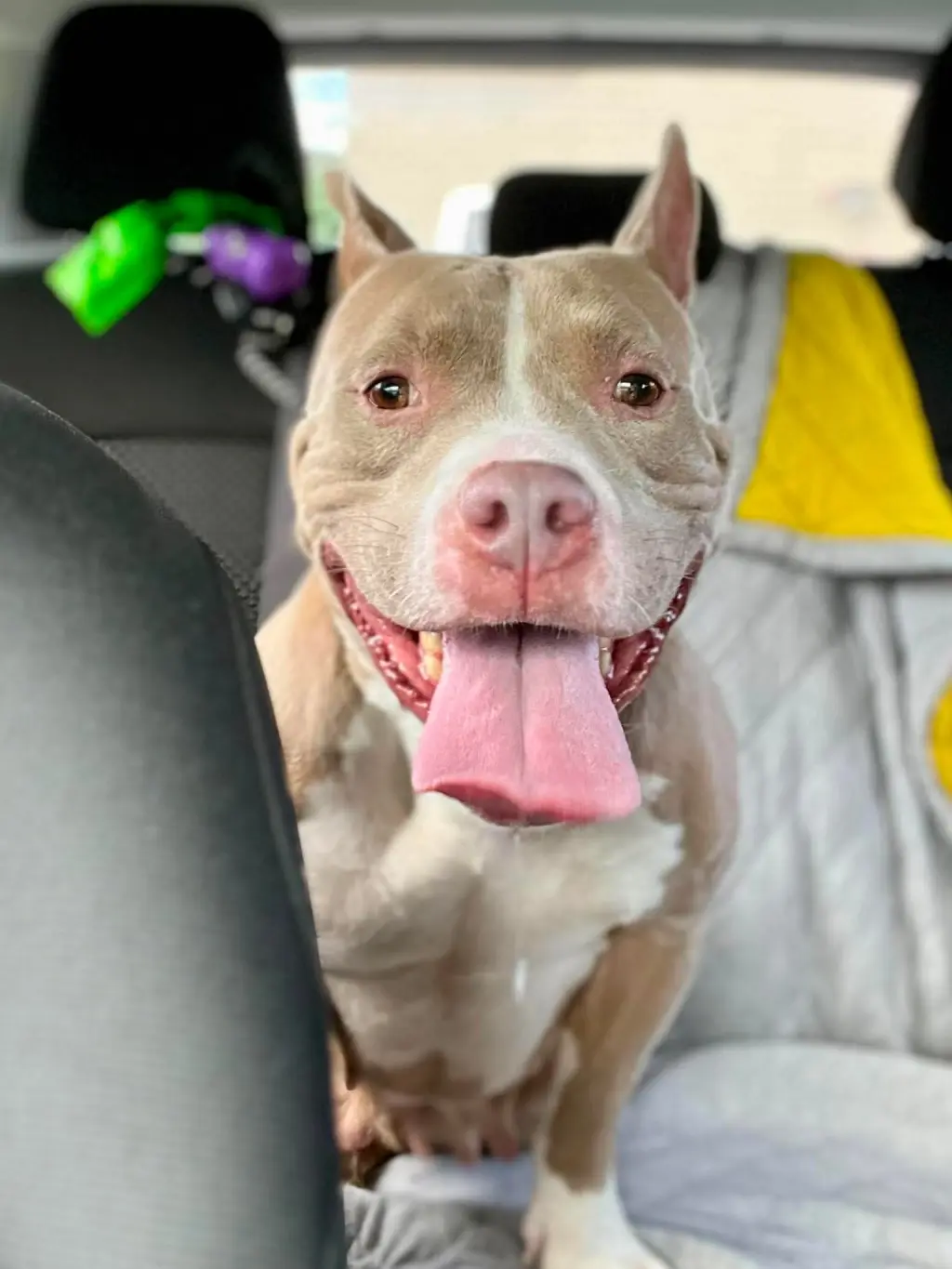 Jolene (fka Sugar)