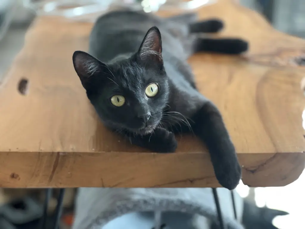 Iman