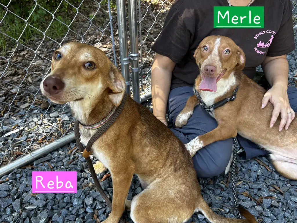 Merle