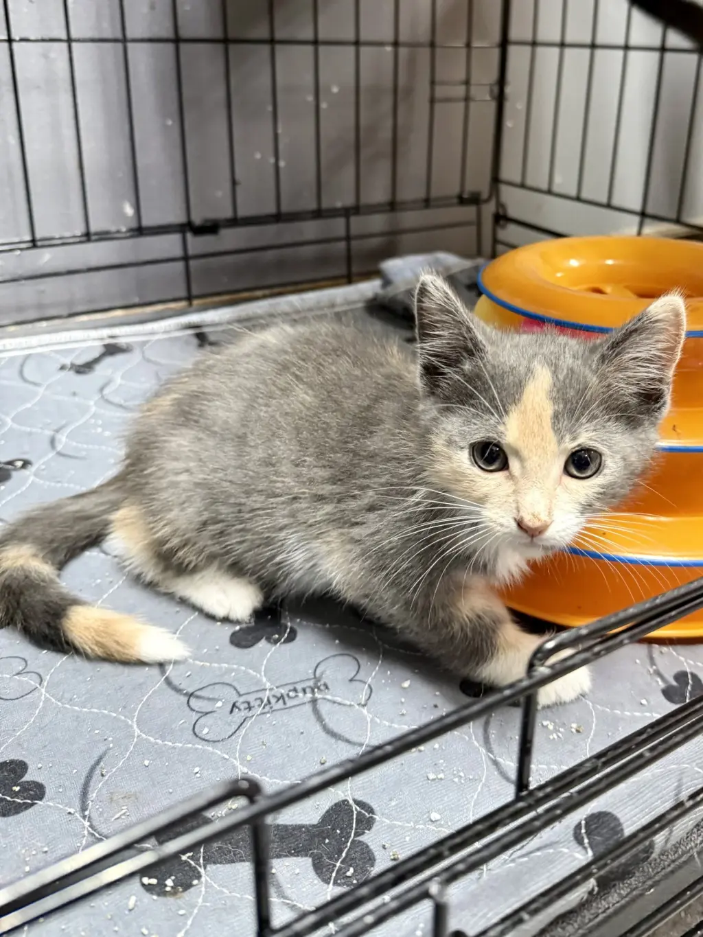 CAT - Uma