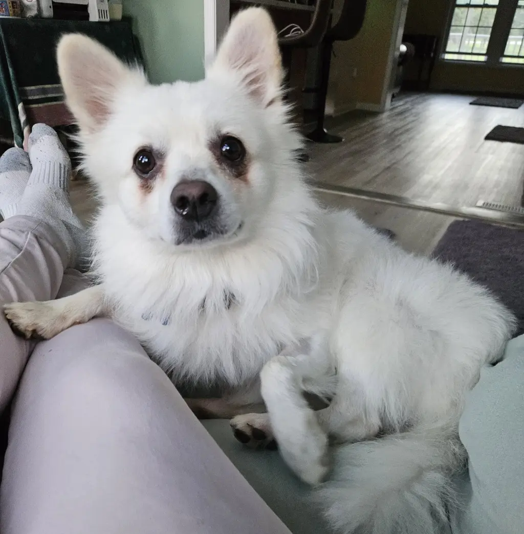 Ollie of MD